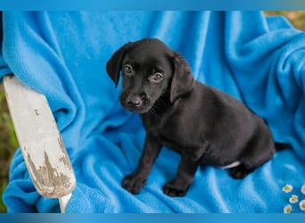 Welpe Chip-Nr. 256034 - ich suche einen tollen Namen und am liebsten auch gleich ein eigenes Zuhause