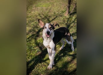 JIM - der neugierige, aktive und junge Rüde freut sich auf tolle Abenteuer mit seinen Menschen