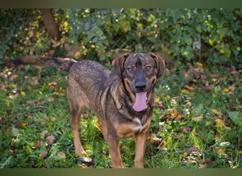 FREDDY - der liebe Rüde mag Menschen und Artgenossen sehr und liebt es, Ball zu spielen