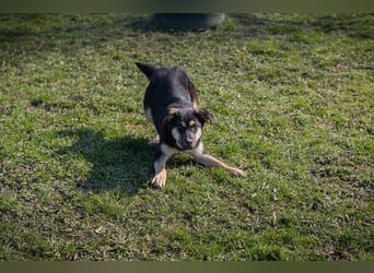 Chip-Nr. 260490 - wenn ich groß bin möchte ich ein richtiger Familienhund sein!