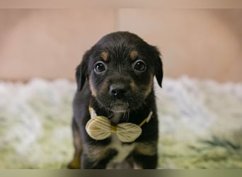 Welpe BELLA - ich möchte so gerne ein Teil deiner Familie sein!