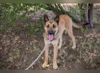 Chip 289818 - Junger Mann sucht ein aktives Zuhause