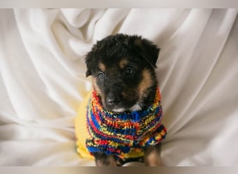 Welpe MARS - der kleine Racker träumt von tollen Abenteuern mit seiner Familie