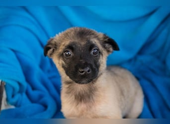 Welpe BARNABY - der kleine Mann freut sich auf tolle Abenteuer mit seiner Familie!