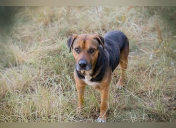 JONNY - der liebe Schatz sucht ein ruhiges, liebevolles Für-Immer Zuhause