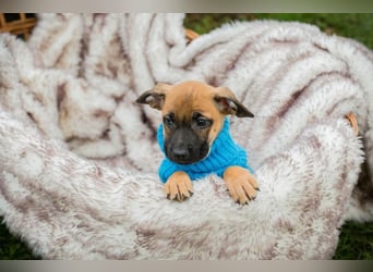 Welpe Chip-Nr. 266138 - wenn ich groß bin möchte ich ein richtiger Familienhund sein!