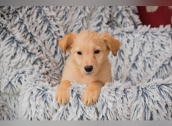 Welpe LAETIZIA - Hallo, kleine Maus! Heute schon geknuddelt?