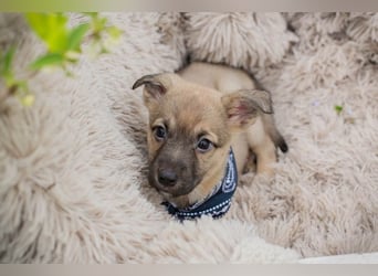 Welpe JAMIE - ich freue mich auf ein tolles Für-Immer Zuhause!