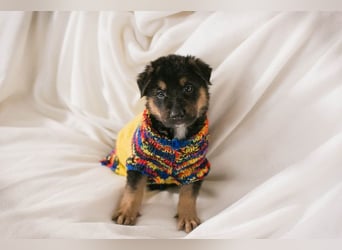 Welpe MARS - der kleine Racker träumt von tollen Abenteuern mit seiner Familie