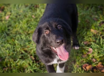 SENTA - diese tolle Begleiterin sucht ein liebevolles Für-Immer Zuhause