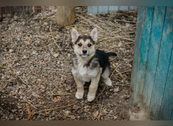 Welpe Chip-Nr. 271622- die kleine Maus sucht einen Namen und am liebsten auch gleich ein Zuhause!