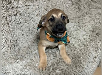 Welpe Chip-Nr. 256522 - der kleine Mann träumt von tollen Abenteuern mit seinen Menschen