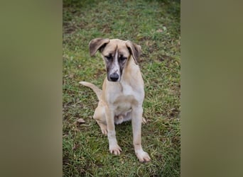 GUNTER - der süße Junghund freut sich auf tolle Abenteuer mit seinen Menschen!