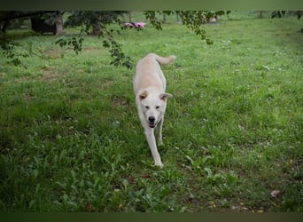 PAULO - der verspielte und zugängliche Hundemann freut sich auf sein eigenes Zuhause!
