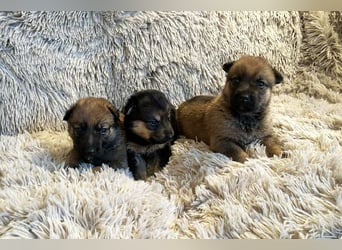 Welpe TWIX - wer verliebt sich in die kleine Maus und schenkt ihr ein liebevolles Zuhause?