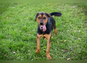 RICO - der aktive und lernwillige Rüde sucht eine unternehmungslustige Familie