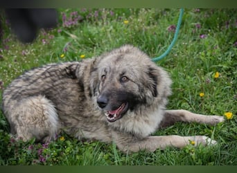 SKADI - die fröhliche und brave Hündin sucht ein tolles Für-Immer Zuhause!