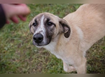 GUNTER - der süße Junghund freut sich auf tolle Abenteuer mit seinen Menschen!