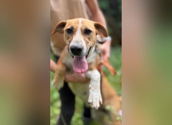 ROXY - die ausgeglichene, gesellige Hündin möchte DEIN Herz erobern!