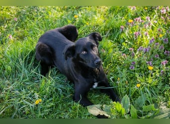 Welpe Chip-Nr. 258412 - lernnen, kuscheln, spielen - wer schenkt mir ein Zuhause?
