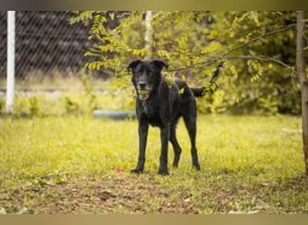HANS - auf der Suche nach einer tollen Familie - der freundliche Rüde Hans!