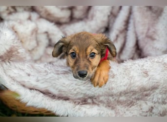 Welpe Chip Nr. 265519 - wer verliebt sich in mich und schenkt mir ein liebevolles Zuhause?