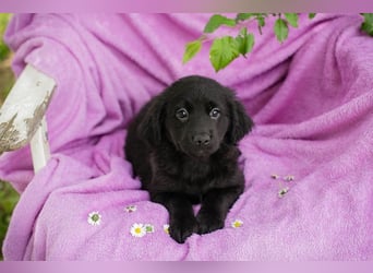 Welpe LOTTI - das goldige kleine Mädchen mit den Kulleräuglein sucht ein liebevolles Zuhause!