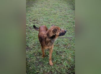 ANDREAS - der aktive und verspielte, liebe Hundemann sucht ein tolles Für-Immer Zuhause!