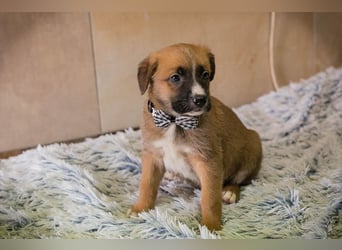 Welpe Chip-Nr. 256861 - ich suche einen Namen und am besten auch gleich ein eigenes Zuhause!