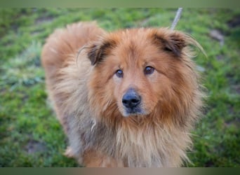 Chip-Nr. 259433  - der hübsche, menschenbezogene Rüde sucht ein liebevolles Zuhause!