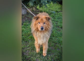 Chip-Nr. 259433  - der hübsche, menschenbezogene Rüde sucht ein liebevolles Zuhause!