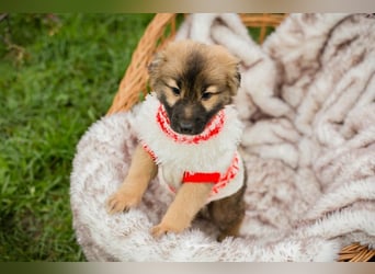 Welpe Chip-Nr. 273987 - welche liebe Familie hat ein kuscheliges Plätzchen für mich?