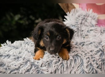 Welpe FLORI - ich träume davon, mit meinen Menschen die Welt zu entdecken!