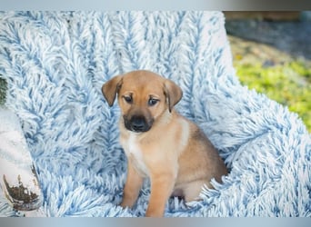 Welpe BRADY - das kleine Kerlchen freut sich auf sein eigenes Zuhause!