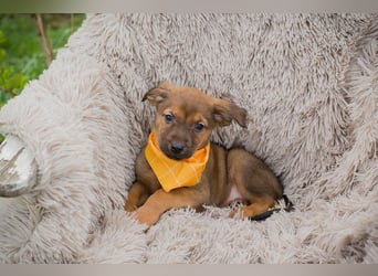 Welpe Chip-Nr. 271439 - ich freue mich auf tolle Abenteuer mit meinen Menschen!