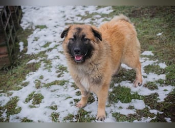 HEROY - der aktive, fröhliche Rüde freut sich auf eine tolle Zeit mit seinen Menschen!