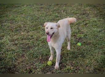 CAMILLA - das hübsche Mädchen wartet sehnsüchtig auf ein eigenes Für-Immer Zuhause