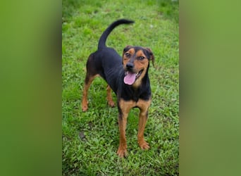 RICO - der aktive und lernwillige Rüde sucht eine unternehmungslustige Familie