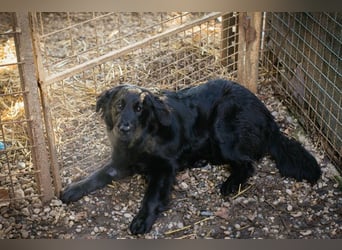 LIBERTY - die fröhliche, aufgeschlossene Hündin träumt von einem liebevollen Zuhause