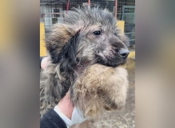 Welpe NIKI - wer schenkt mir sein Herz und ein liebevolles Zuhause?