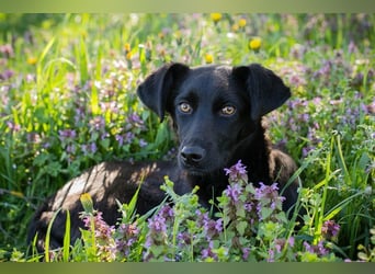 Welpe Chip-Nr. 258412 - lernnen, kuscheln, spielen - wer schenkt mir ein Zuhause?