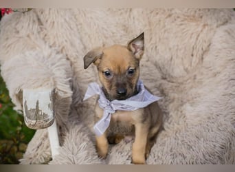 Welpe AMARETTO - kuscheln, spielen, lernen - wer zeigt mir, wie schön ein Hundeleben sein kann?