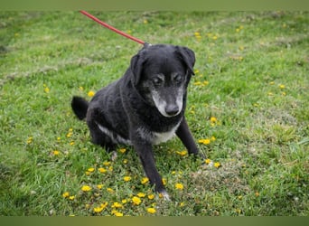 ROLFI - der liebe und zugängliche ältere Rüde sucht ein tolles Zuhause