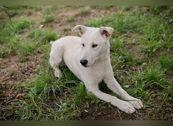 PAULO - der verspielte und zugängliche Hundemann freut sich auf sein eigenes Zuhause!
