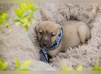 Welpe JAMIE - ich freue mich auf ein tolles Für-Immer Zuhause!