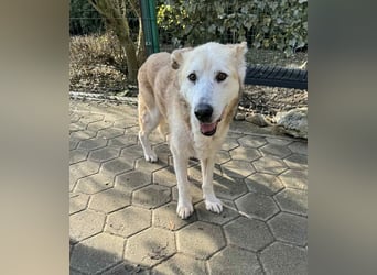 NOBBY - der herzensgute Senior wünscht sich noch ein liebes Zuhause und ein warmes Körbchen...