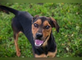 RICO - der aktive und lernwillige Rüde sucht eine unternehmungslustige Familie