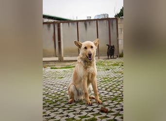 MATEL - der hübsche, freundliche Rüde sucht Menschen mit Hundeerfahrung