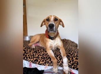 ROXY - die ausgeglichene, gesellige Hündin möchte DEIN Herz erobern!