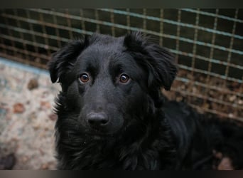 OLE - black is beautiful - der lustige und brave Junge sucht ein tolles Für-Immer Zuhause!